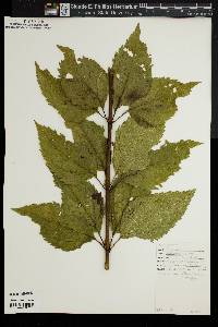 Eupatorium dubium image