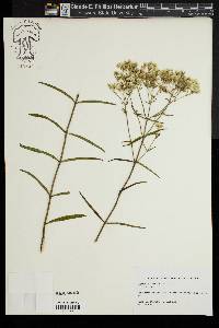 Eupatorium leucolepis image