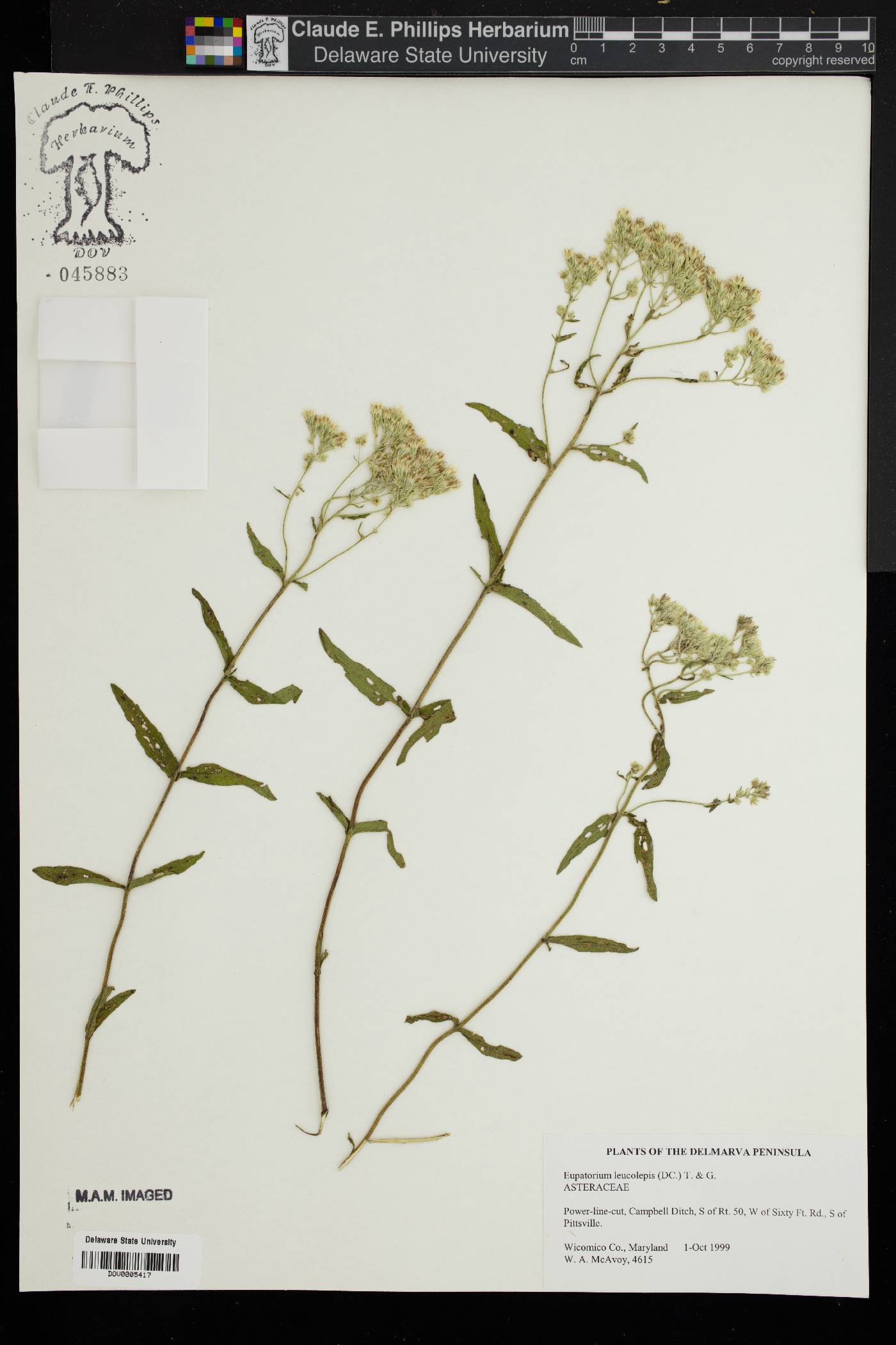Eupatorium leucolepis image