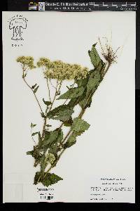 Eupatorium pilosum image