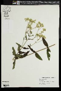 Eupatorium pilosum image