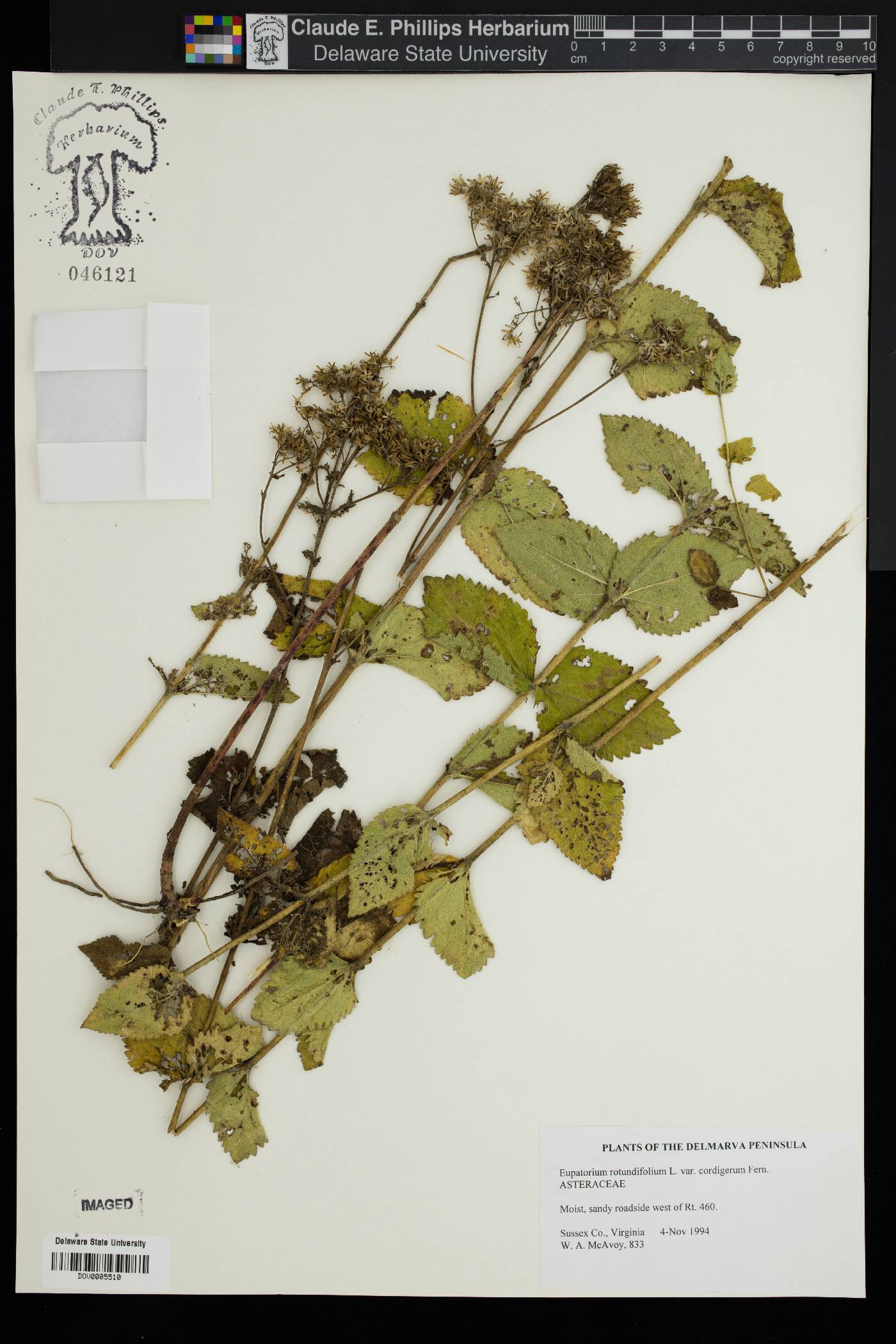 Eupatorium rotundifolium var. cordigerum image