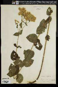 Eupatorium rotundifolium var. ovatum image