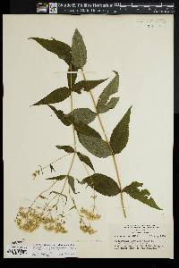 Eupatorium godfreyanum image