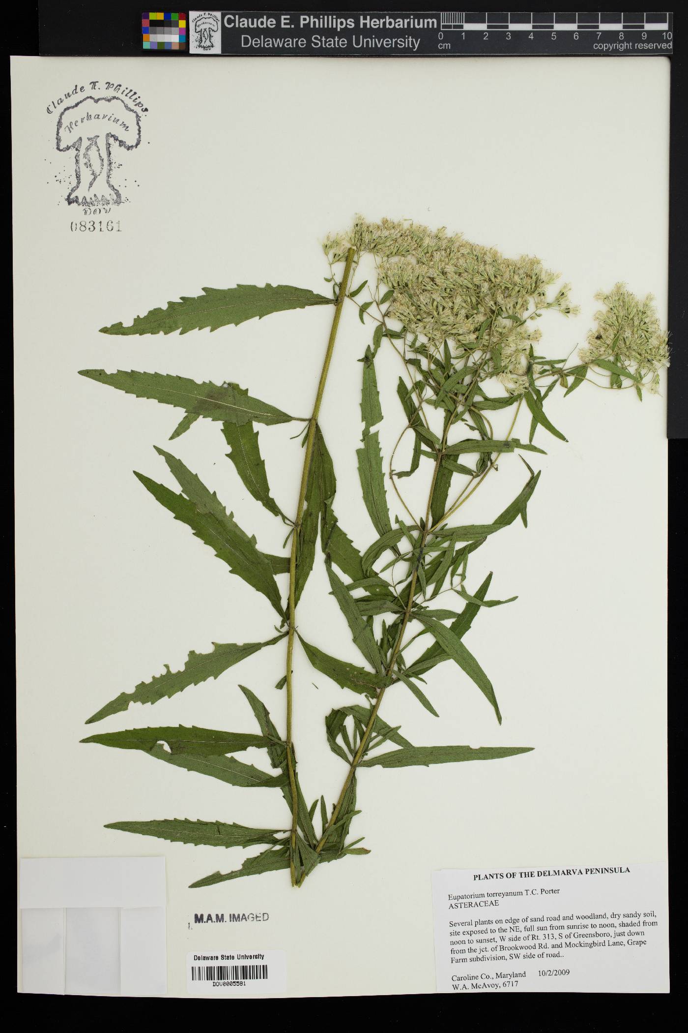 Eupatorium torreyanum image