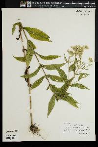Eupatorium × truncatum image