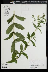 Eupatorium vaseyi image