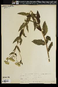 Eupatorium verbenaefolium image