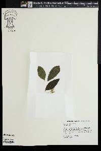 Eupatorium vaseyi image