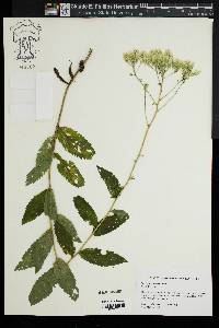 Eupatorium vaseyi image