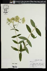 Eupatorium vaseyi image