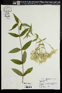 Eupatorium vaseyi image