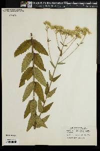 Eupatorium verbenaefolium image