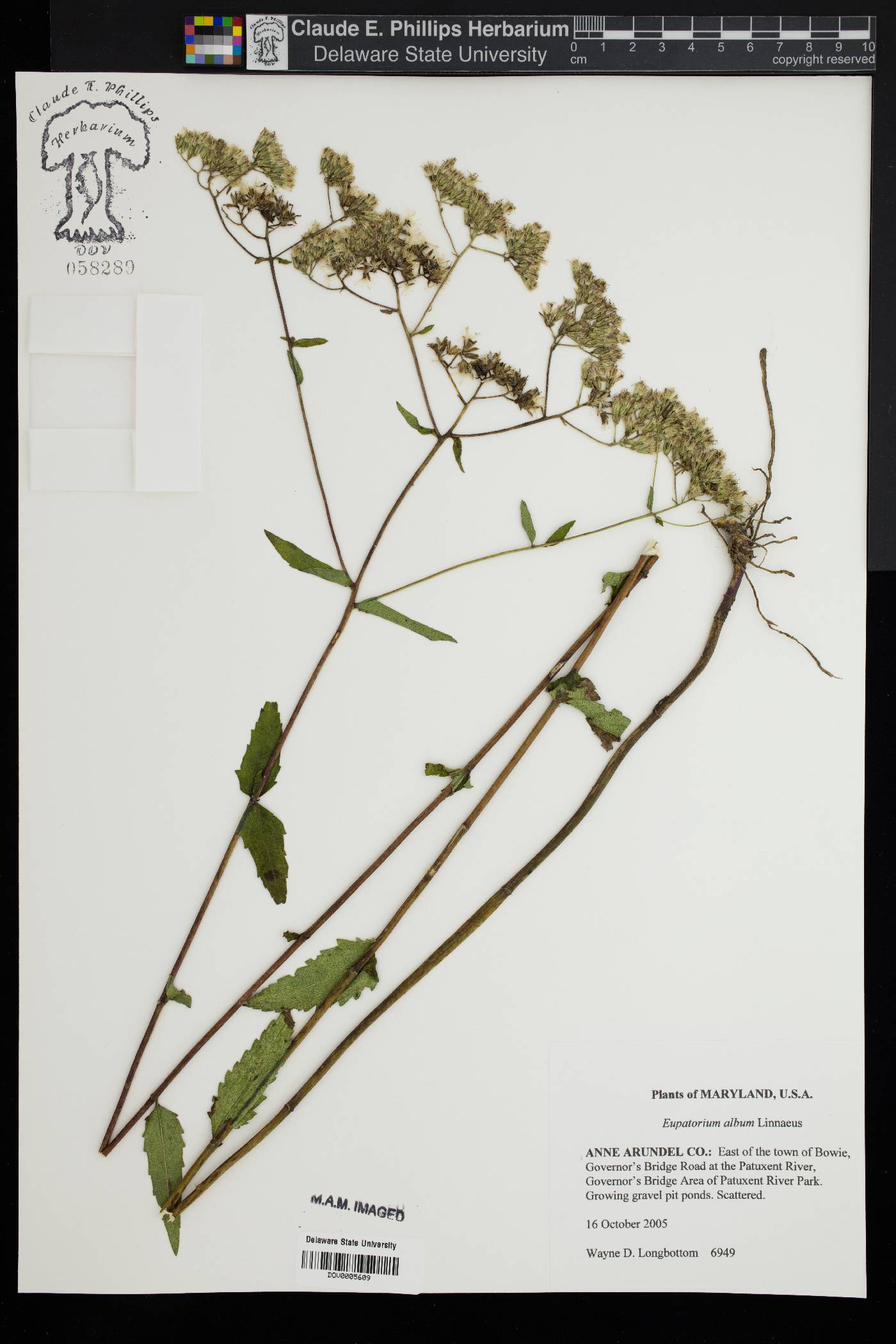 Eupatorium album image