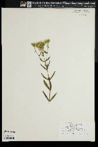 Eupatorium album image