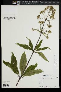 Eutrochium fistulosum image