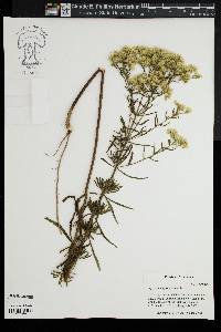 Eupatorium hyssopifolium image