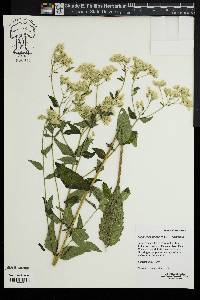 Eupatorium pilosum image