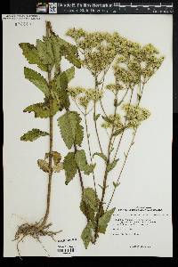 Eupatorium pubescens image