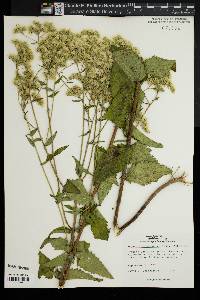 Eupatorium pubescens image