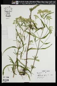 Eupatorium resinosum image