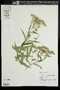 Eupatorium resinosum image