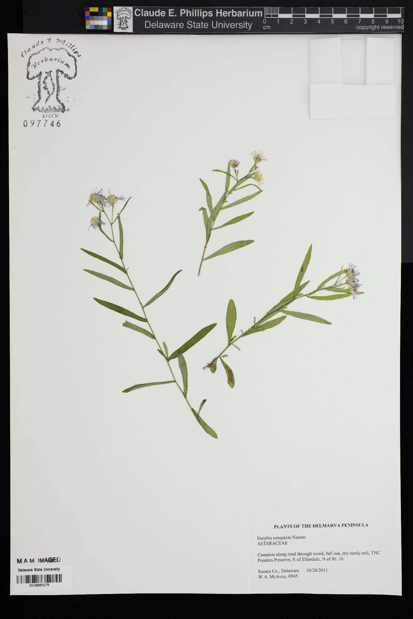 Eurybia compacta image