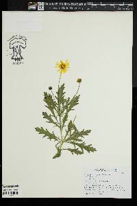 Euryops chrysanthemoides image