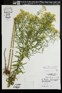 Euthamia floribunda image