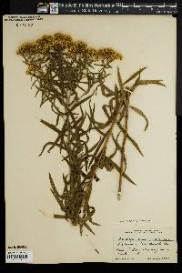 Euthamia lanceolata image