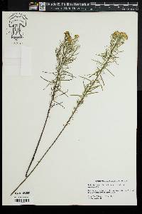 Euthamia caroliniana image