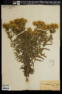 Euthamia lanceolata image