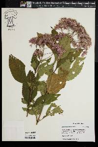 Eupatorium dubium image