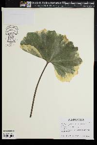 Farfugium japonicum image