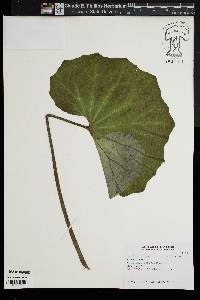 Farfugium japonicum image