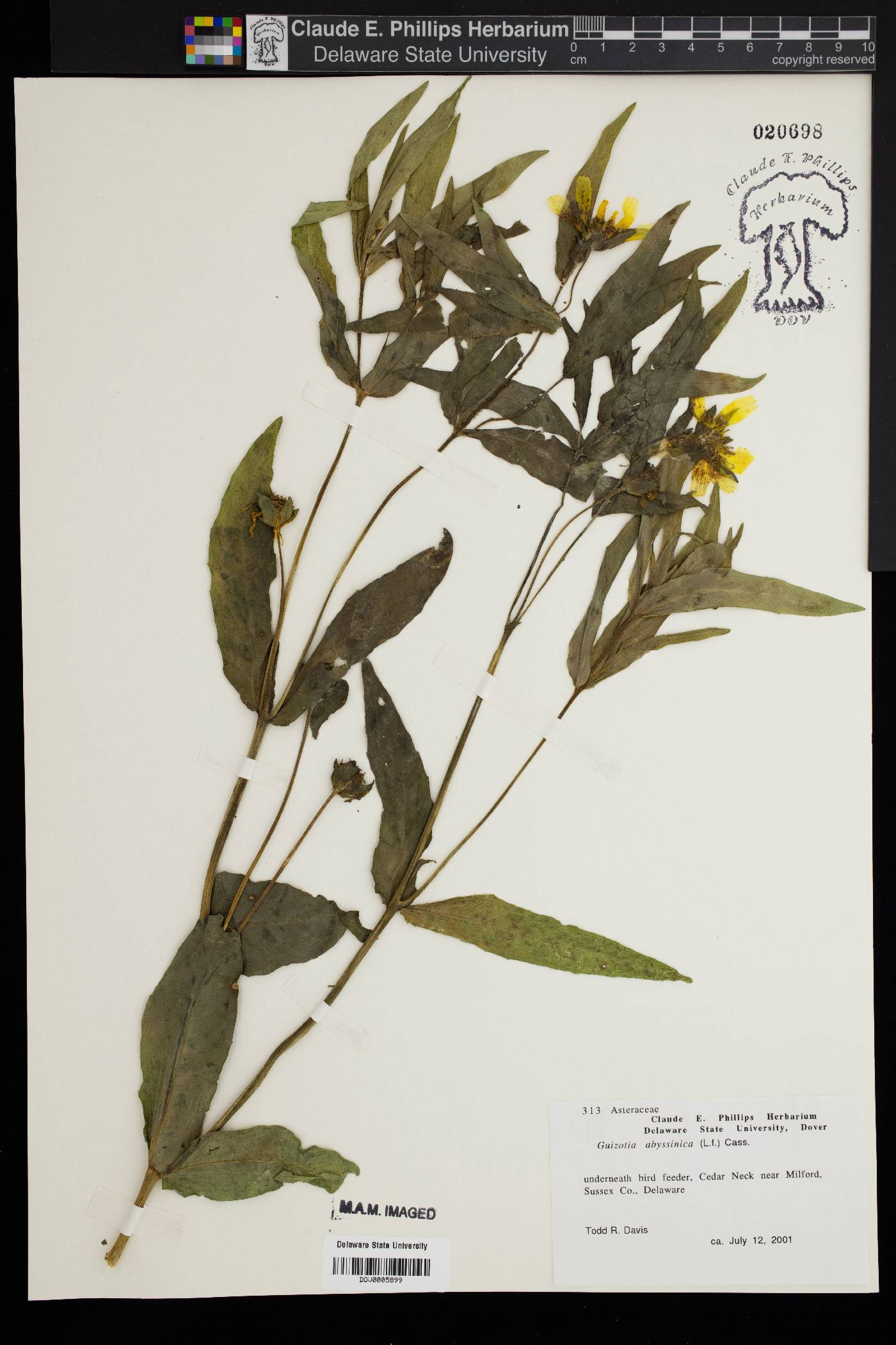 Guizotia abyssinica image