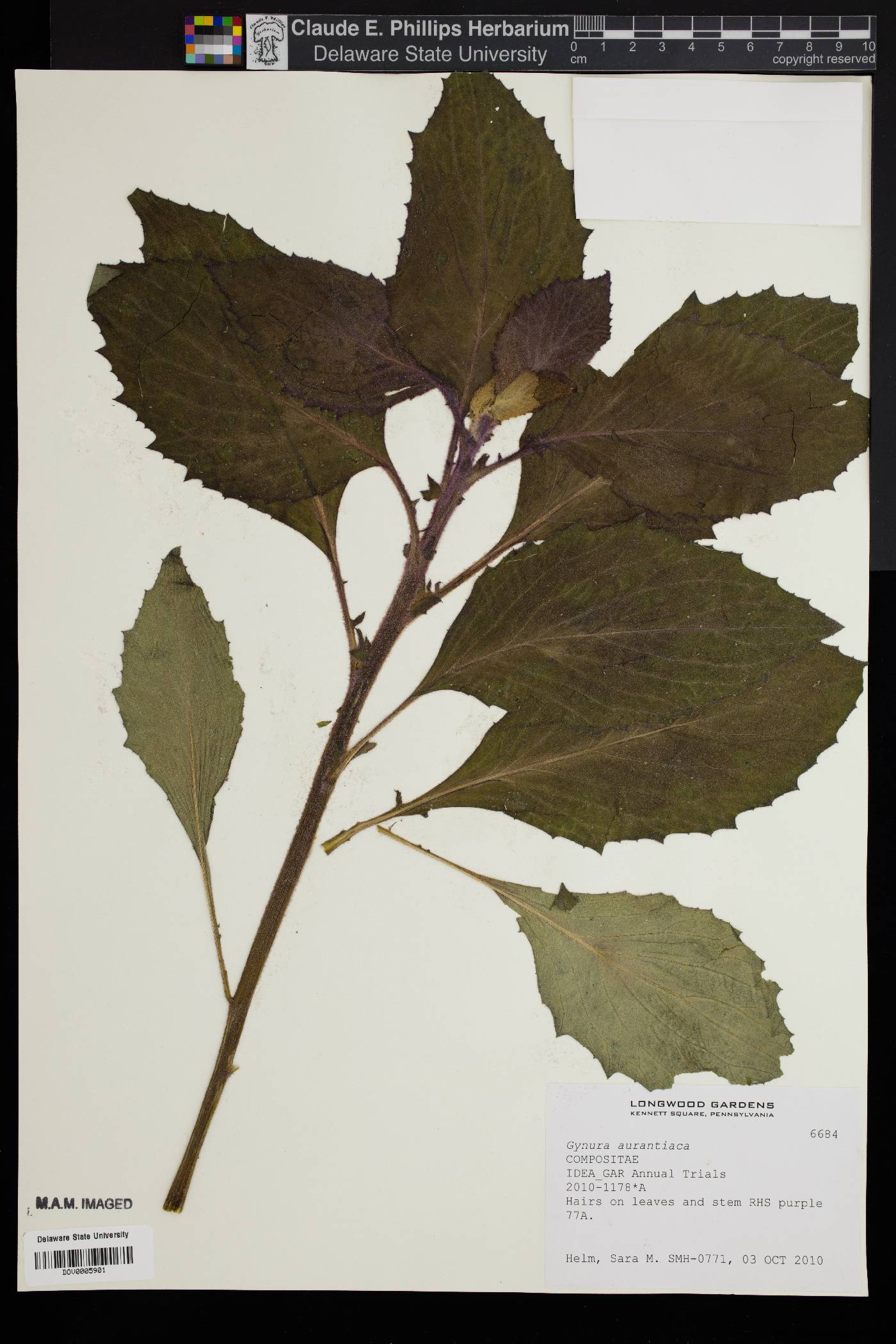 Gynura aurantiaca image