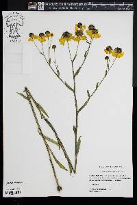 Helenium flexuosum image