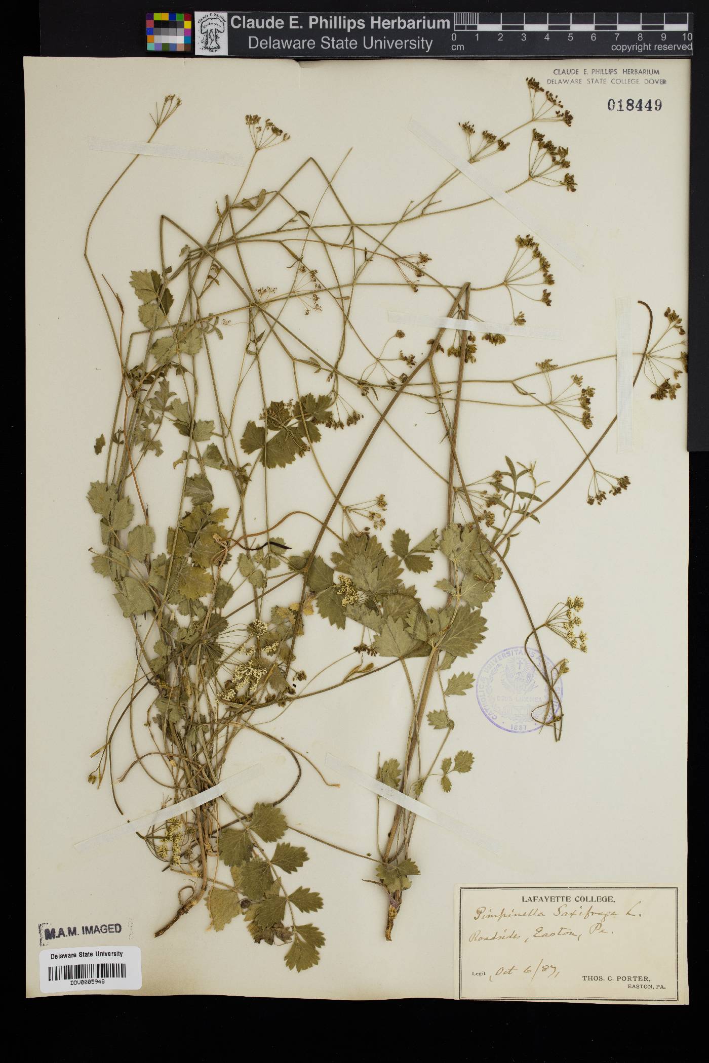 Pimpinella saxifraga image