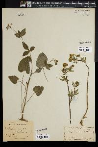 Thaspium trifoliatum var. aureum image