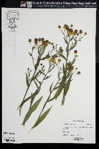 Helenium flexuosum image