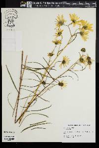 Helianthus angustifolius image