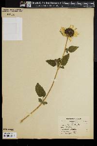 Helianthus strumosus image