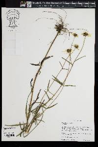 Helianthus angustifolius image