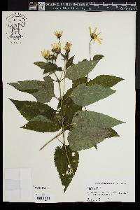 Helianthus decapetalus image