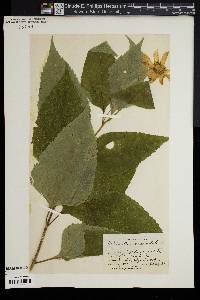 Helianthus decapetalus image