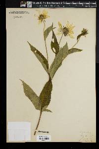 Helianthus strumosus image