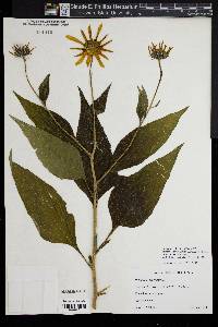 Helianthus tuberosus image