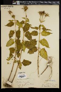 Bidens laevis image