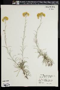 Helichrysum italicum image